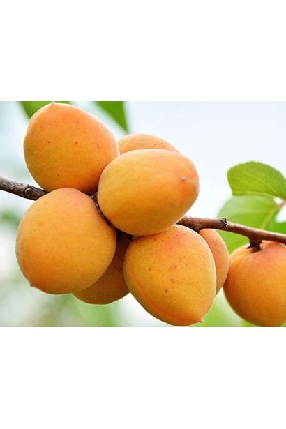 Плоди абрикоса Дарій із золотисто-жовтим відтінком